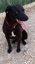 NERO, Hund, Labradormischling in Spanien - Bild 6