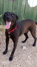 NERO, Hund, Labradormischling in Spanien - Bild 7