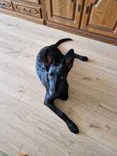 LEILA, Hund, Labrador Retriever-Collie-Mix in Erzhausen - Bild 1