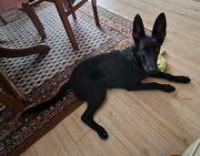 LEILA, Hund, Labrador Retriever-Collie-Mix in Erzhausen - Bild 2