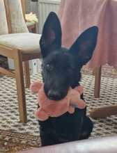 LEILA, Hund, Labrador Retriever-Collie-Mix in Erzhausen - Bild 3