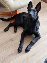LEILA, Hund, Labrador Retriever-Collie-Mix in Erzhausen - Bild 4