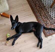 LEILA, Hund, Labrador Retriever-Collie-Mix in Erzhausen - Bild 5