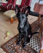 LEILA, Hund, Labrador Retriever-Collie-Mix in Erzhausen - Bild 7