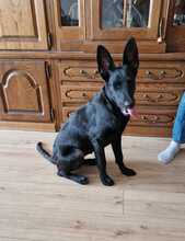 LEILA, Hund, Labrador Retriever-Collie-Mix in Erzhausen - Bild 8
