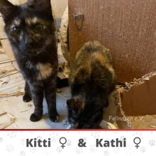 KATHI, Katze, Europäisch Kurzhaar in Belgien - Bild 1