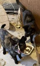 KATHI, Katze, Europäisch Kurzhaar in Belgien - Bild 4