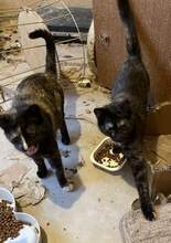 KITTI, Katze, Europäisch Kurzhaar in Bulgarien - Bild 1