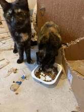 KITTI, Katze, Europäisch Kurzhaar in Bulgarien - Bild 2