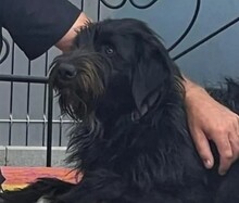 ZORO, Hund, Mischlingshund in Schweiz - Bild 1