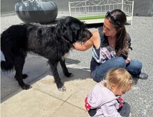 ZORO, Hund, Mischlingshund in Schweiz - Bild 3