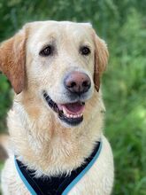 CHARLIE, Hund, Labardor(mix) in Bonn - Bild 1