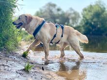 CHARLIE, Hund, Labardor(mix) in Bonn - Bild 2