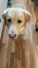 CHARLIE, Hund, Labardor(mix) in Bonn - Bild 3
