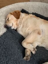 CHARLIE, Hund, Labardor(mix) in Bonn - Bild 4