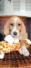 HENRY, Hund, Mischlingshund in Griechenland - Bild 1