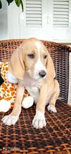 HENRY, Hund, Mischlingshund in Griechenland - Bild 2