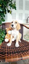 HENRY, Hund, Mischlingshund in Griechenland - Bild 3