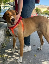 CINNAMON, Hund, Mischlingshund in Griechenland - Bild 1