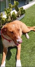 CINNAMON, Hund, Mischlingshund in Griechenland - Bild 2