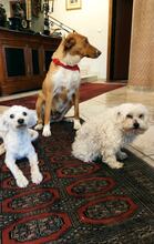 CINNAMON, Hund, Mischlingshund in Griechenland - Bild 3