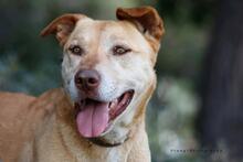 TAKIS, Hund, Mischlingshund in Griechenland - Bild 1