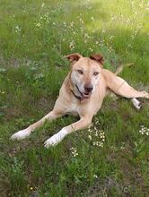 TAKIS, Hund, Mischlingshund in Griechenland - Bild 2