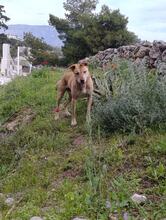 TAKIS, Hund, Mischlingshund in Griechenland - Bild 3