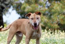 TAKIS, Hund, Mischlingshund in Griechenland - Bild 4