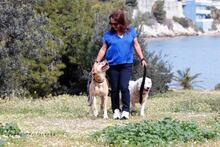 TAKIS, Hund, Mischlingshund in Griechenland - Bild 5