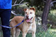 TAKIS, Hund, Mischlingshund in Griechenland - Bild 6