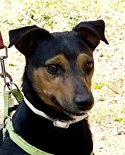 ROCO, Hund, Mischlingshund in Spanien - Bild 1