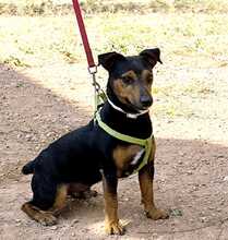 ROCO, Hund, Mischlingshund in Spanien - Bild 2
