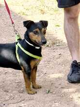 ROCO, Hund, Mischlingshund in Spanien - Bild 4