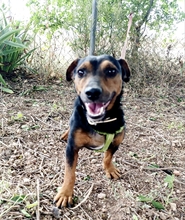 ROCO, Hund, Mischlingshund in Spanien - Bild 5