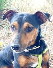 ROCO, Hund, Mischlingshund in Spanien - Bild 6