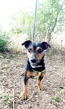 ROCO, Hund, Mischlingshund in Spanien - Bild 7