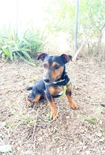 ROCO, Hund, Mischlingshund in Spanien - Bild 8