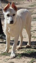 ANDROMEDA, Hund, Schweizer Schäferhund in Möttingen - Bild 1