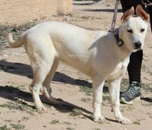 ANDROMEDA, Hund, Schweizer Schäferhund in Möttingen - Bild 2