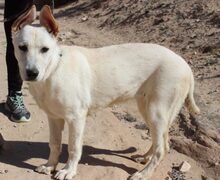 ANDROMEDA, Hund, Schweizer Schäferhund in Möttingen - Bild 4