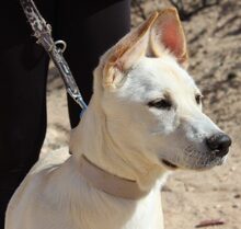 ANDROMEDA, Hund, Schweizer Schäferhund in Möttingen - Bild 5
