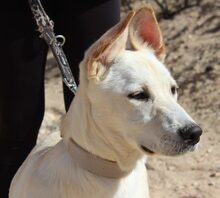 ANDROMEDA, Hund, Schweizer Schäferhund in Möttingen - Bild 6