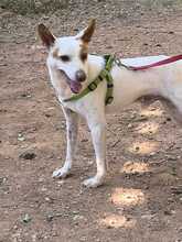PEKE, Hund, Podenco (Mix) in Spanien - Bild 1