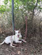 PEKE, Hund, Podenco (Mix) in Spanien - Bild 10