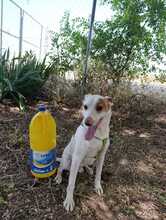 PEKE, Hund, Podenco (Mix) in Spanien - Bild 11