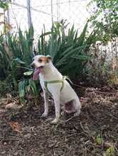 PEKE, Hund, Podenco (Mix) in Spanien - Bild 12