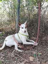 PEKE, Hund, Podenco (Mix) in Spanien - Bild 13