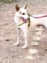 PEKE, Hund, Podenco (Mix) in Spanien - Bild 2