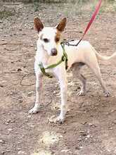 PEKE, Hund, Podenco (Mix) in Spanien - Bild 3